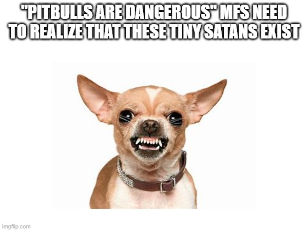 chihuahuas are kinda scary sometimes... | "PITBULLS ARE DANGEROUS" MFS NEED TO REALIZE THAT THESE TINY SATANS EXIST | image tagged in dogs | made w/ Imgflip meme maker