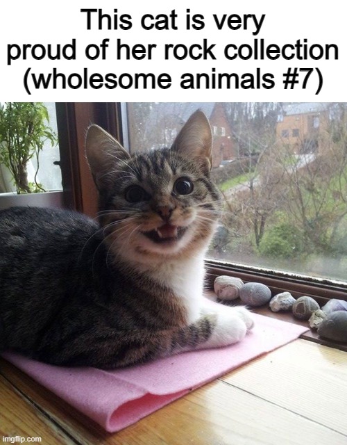 Keep it up... whatever the cat's name is XD | This cat is very proud of her rock collection (wholesome animals #7) | made w/ Imgflip meme maker