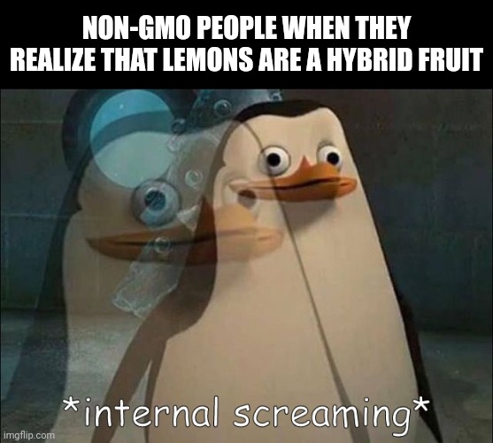 Yeet the lemons!!!!! | NON-GMO PEOPLE WHEN THEY REALIZE THAT LEMONS ARE A HYBRID FRUIT | image tagged in private internal screaming,gmo,gmo fruits vegetables,lemons,memes,hybrid | made w/ Imgflip meme maker