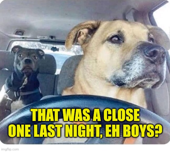 Dog driving | THAT WAS A CLOSE ONE LAST NIGHT, EH BOYS? | image tagged in dog driving | made w/ Imgflip meme maker