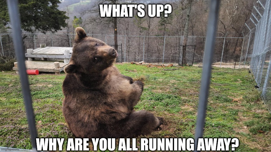 Curious bear | WHAT'S UP? WHY ARE YOU ALL RUNNING AWAY? | image tagged in curious bear | made w/ Imgflip meme maker
