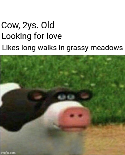 Perhaps cow | Cow, 2ys. Old Looking for love Likes long walks in grassy meadows | image tagged in perhaps cow | made w/ Imgflip meme maker