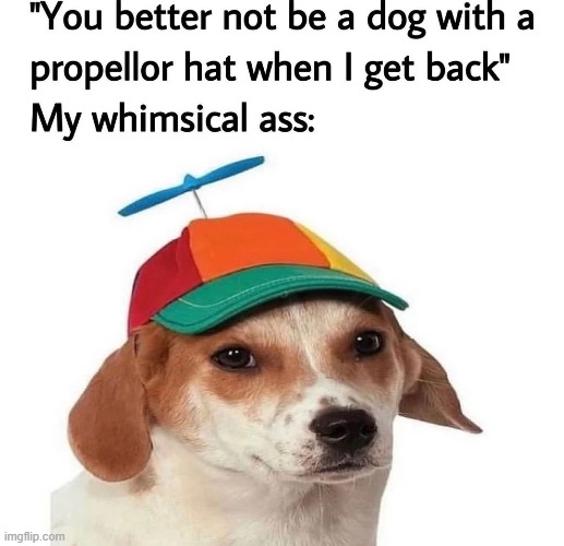 dog with hat Memes & GIFs - Imgflip