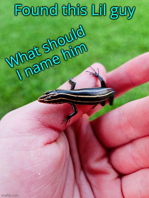 Found this Lil guy; What should I name him | made w/ Imgflip meme maker