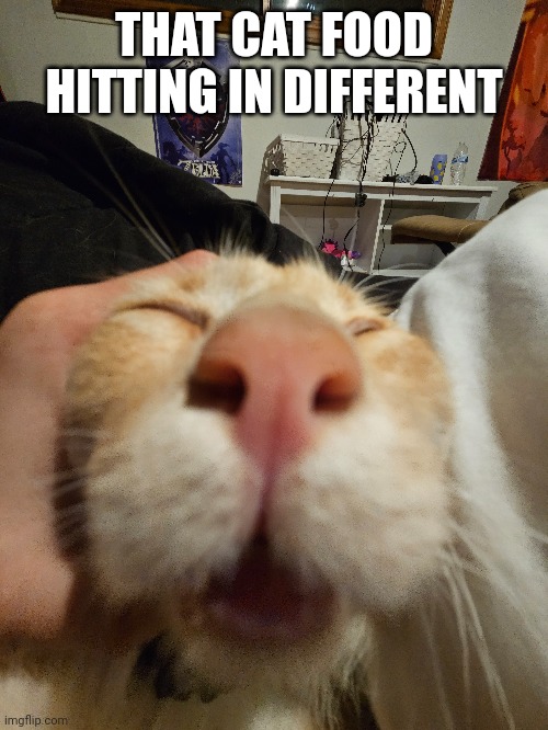 My cat lmao | THAT CAT FOOD HITTING IN DIFFERENT | image tagged in cats | made w/ Imgflip meme maker