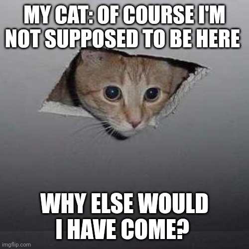 Ceiling Cat Meme | MY CAT: OF COURSE I'M NOT SUPPOSED TO BE HERE; WHY ELSE WOULD I HAVE COME? | image tagged in memes,ceiling cat | made w/ Imgflip meme maker