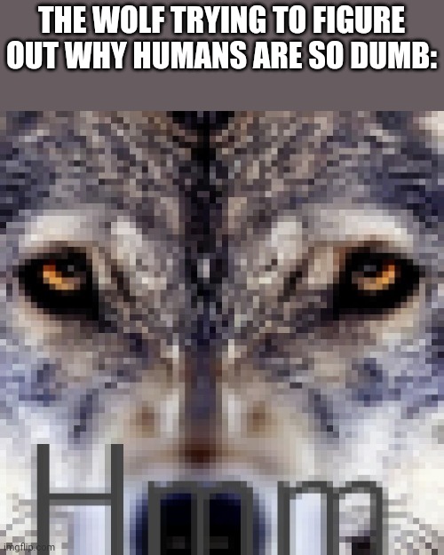 New template I made! | THE WOLF TRYING TO FIGURE OUT WHY HUMANS ARE SO DUMB: | image tagged in wolf hmm | made w/ Imgflip meme maker