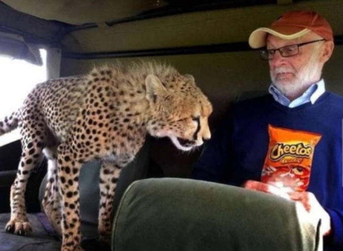 Cheetah wants Cheetos Blank Meme Template