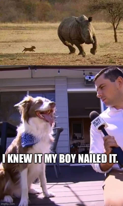 I KNEW IT MY BOY NAILED IT. | image tagged in dog chasing rhino,dog interview | made w/ Imgflip meme maker