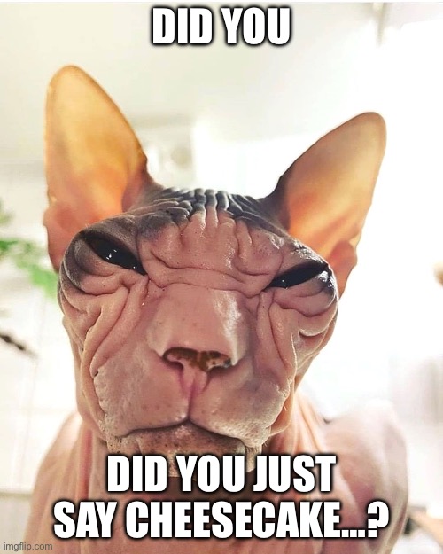 DID YOU; DID YOU JUST SAY CHEESECAKE…? | image tagged in cat,cheese,cake | made w/ Imgflip meme maker