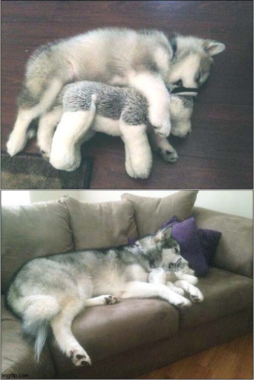 This Husky Can't Sleep Without His Cuddly Toy ! | image tagged in dogs,husky,cuddly toy | made w/ Imgflip meme maker