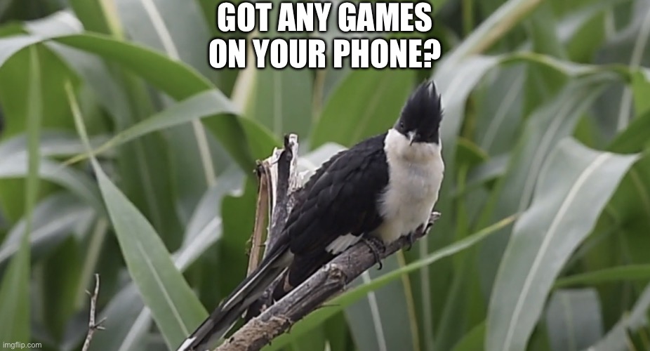 Got bored | GOT ANY GAMES ON YOUR PHONE? | image tagged in staring cuckoo,games,video games,random,bird,a random meme | made w/ Imgflip meme maker