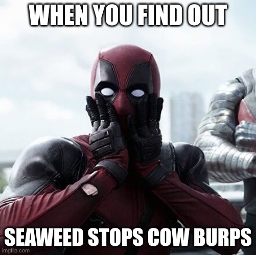 Surprise | WHEN YOU FIND OUT; SEAWEED STOPS COW BURPS | image tagged in memes,deadpool surprised | made w/ Imgflip meme maker