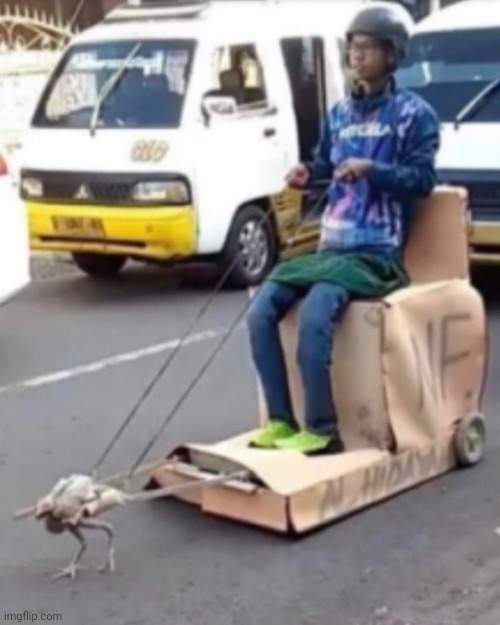 #2,554 | image tagged in cursed image,cursed,transport,chicken,turkey,driving | made w/ Imgflip meme maker