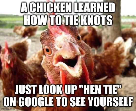 Fr ong | A CHICKEN LEARNED HOW TO TIE KNOTS; JUST LOOK UP "HEN TIE" ON GOOGLE TO SEE YOURSELF | image tagged in chicken | made w/ Imgflip meme maker