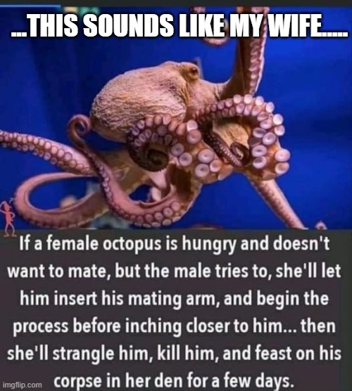 squidley | ...THIS SOUNDS LIKE MY WIFE..... | image tagged in wife | made w/ Imgflip meme maker