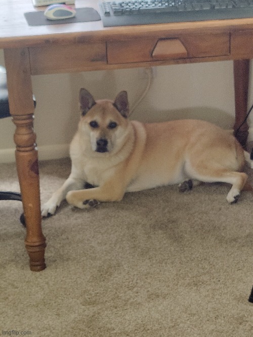 My dog likes to be under the table for some reason (#2,557) | image tagged in photos,dogs,hide,table | made w/ Imgflip meme maker