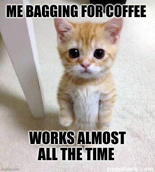 Gimi coffee | ME BAGGING FOR COFFEE; WORKS ALMOST ALL THE TIME | image tagged in memes,cute cat | made w/ Imgflip meme maker