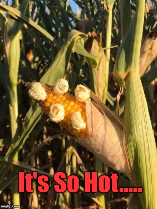 It's So Hot | It's So Hot..... | image tagged in popcorn,hot,cooking,summer,too hot,well done | made w/ Imgflip meme maker