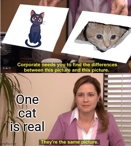 One is real | One cat is real | image tagged in memes,they're the same picture | made w/ Imgflip meme maker