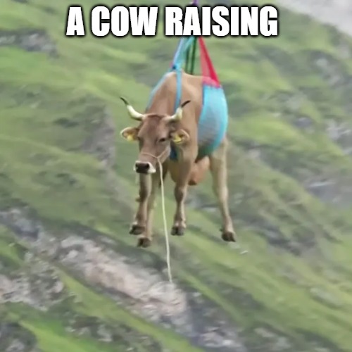 A COW RAISING | made w/ Imgflip meme maker