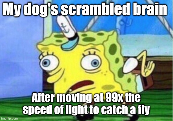 Gonna catch that fky | My dog's scrambled brain; After moving at 99x the speed of light to catch a fly | image tagged in memes,mocking spongebob | made w/ Imgflip meme maker