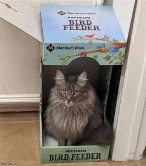WORKS GREAT! | image tagged in cats,funny cats | made w/ Imgflip meme maker