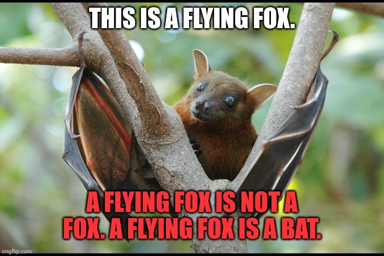 Important bat facts | THIS IS A FLYING FOX. A FLYING FOX IS NOT A FOX. A FLYING FOX IS A BAT. | image tagged in a fox,is not,a bat,facts | made w/ Imgflip meme maker