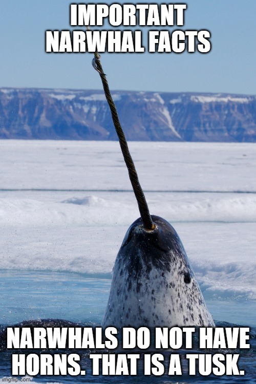 IMPORTANT NARWHAL FACTS; NARWHALS DO NOT HAVE HORNS. THAT IS A TUSK. | made w/ Imgflip meme maker