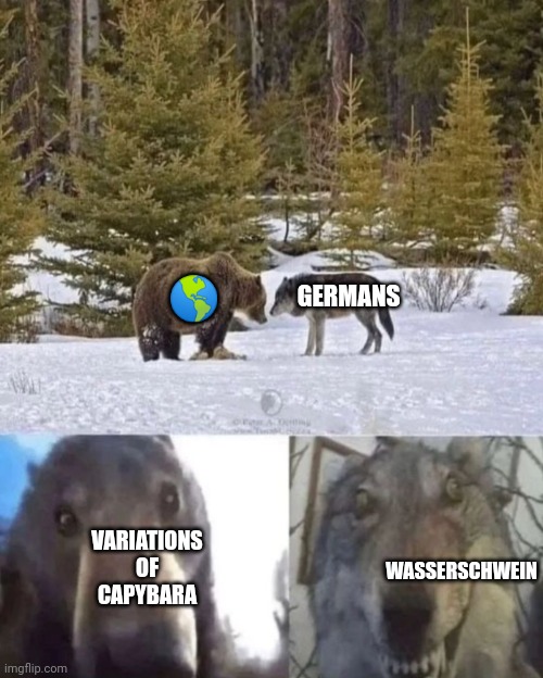 bear vs wolf | 🌎; GERMANS; VARIATIONS OF CAPYBARA; WASSERSCHWEIN | image tagged in bear vs wolf | made w/ Imgflip meme maker