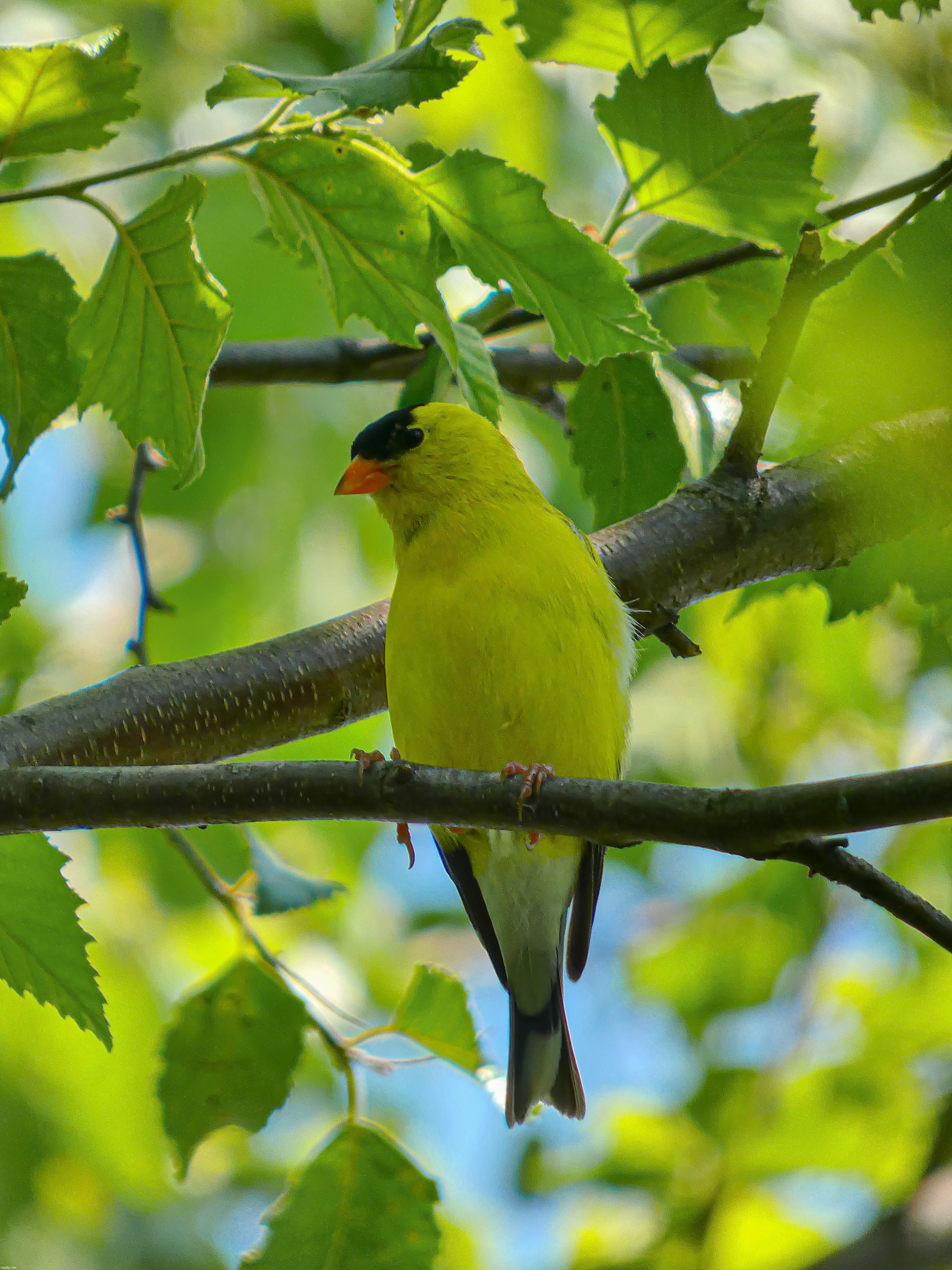 American Goldfinch | image tagged in share your own photos | made w/ Imgflip meme maker
