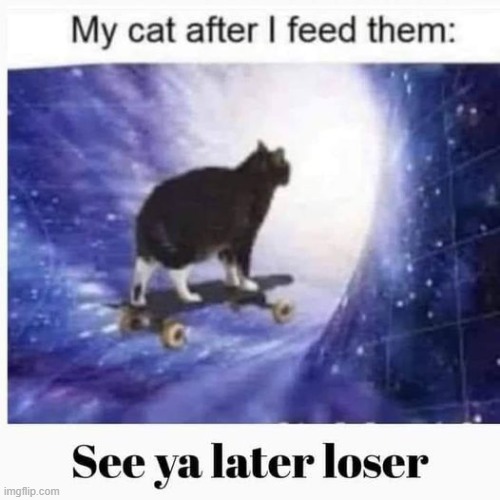 Cats bruh | image tagged in memes,funny memes,adios,cats,funny cats | made w/ Imgflip meme maker