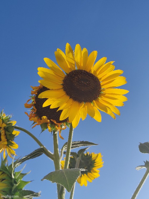 A sunflower, not my best pic (#2,548) | image tagged in flowers,i crave the flowers,photos,pictures | made w/ Imgflip meme maker