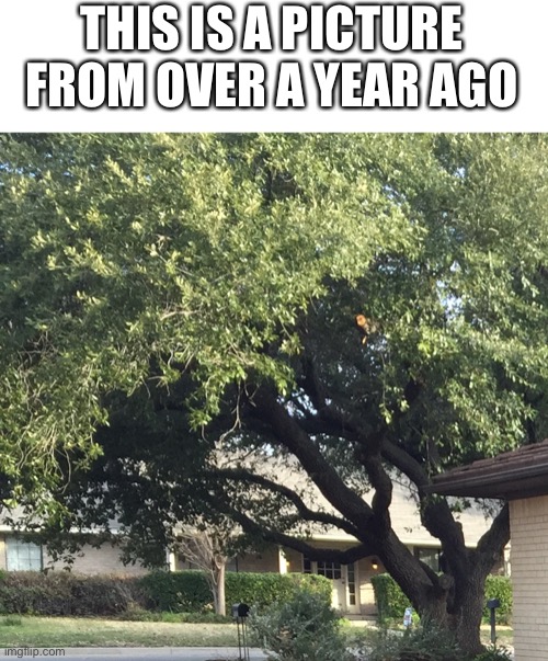 A tree | THIS IS A PICTURE FROM OVER A YEAR AGO | made w/ Imgflip meme maker