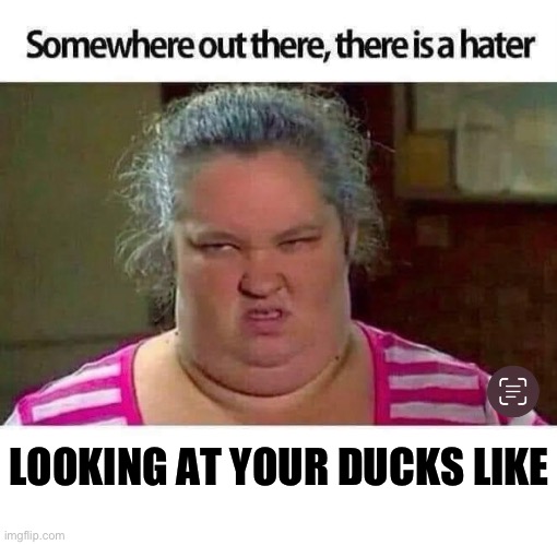 Ducks on your dash | LOOKING AT YOUR DUCKS LIKE | image tagged in ducks,jeep,duckduckjeep | made w/ Imgflip meme maker