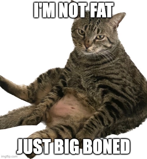 My Name is Milo | I'M NOT FAT; JUST BIG BONED | image tagged in fat cat,annoyed | made w/ Imgflip meme maker
