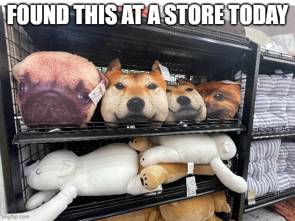 DOGE IS THAT YOU!? | FOUND THIS AT A STORE TODAY | image tagged in memes | made w/ Imgflip meme maker