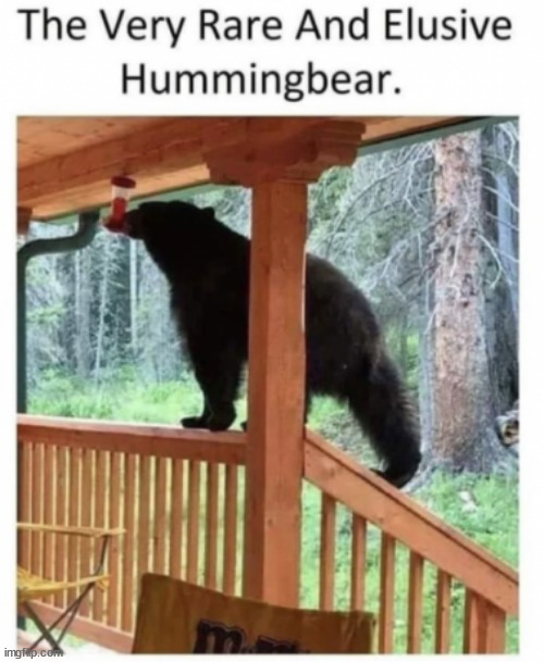 Going to need a bigger bird feeder... | image tagged in bear memes | made w/ Imgflip meme maker