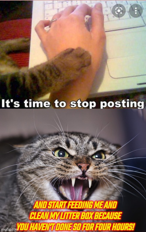 AND START FEEDING ME AND CLEAN MY LITTER BOX BECAUSE YOU HAVEN'T DONE SO FOR FOUR HOURS! | image tagged in it's time to stop posting | made w/ Imgflip meme maker