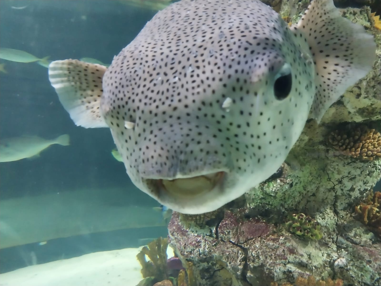 Surprised Pufferfish Blank Meme Template