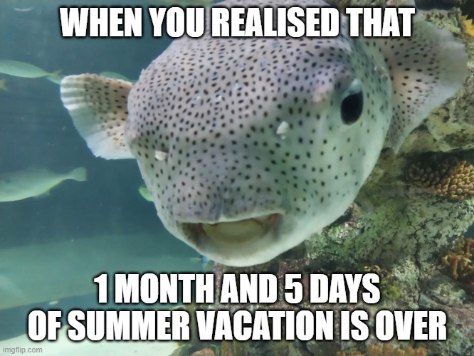 The Realisation that hits so hard | WHEN YOU REALISED THAT; 1 MONTH AND 5 DAYS OF SUMMER VACATION IS OVER | image tagged in surprised pufferfish | made w/ Imgflip meme maker