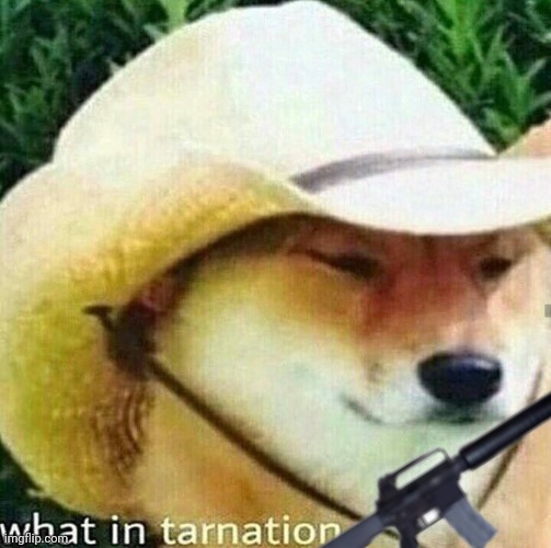 What in tarnation dog | image tagged in what in tarnation dog | made w/ Imgflip meme maker