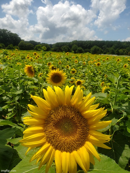 Sunflower field | image tagged in photo | made w/ Imgflip meme maker