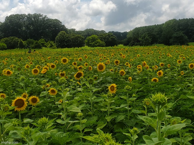 Sunflower field #2 | image tagged in photo | made w/ Imgflip meme maker