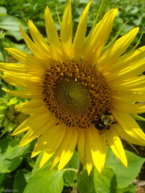 Sunflower field #3 | image tagged in photos | made w/ Imgflip meme maker