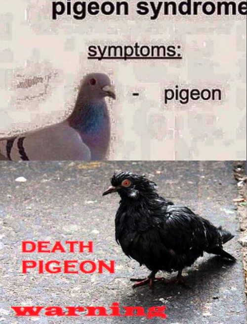 the danger is real | image tagged in memes,pigeons,warning | made w/ Imgflip meme maker