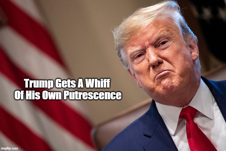 "Trump Gets A Whiff Of His Own Putrescence" | Trump Gets A Whiff 
Of His Own Putrescence | image tagged in trump,rotten,rottenness,putrescence,stink,stench | made w/ Imgflip meme maker