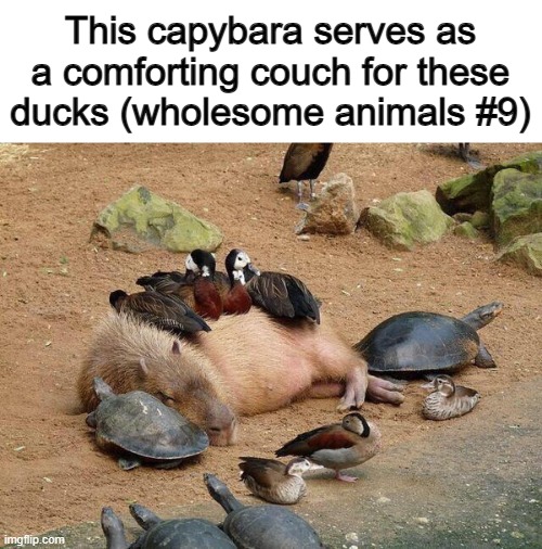 Awww :') | This capybara serves as a comforting couch for these ducks (wholesome animals #9) | made w/ Imgflip meme maker