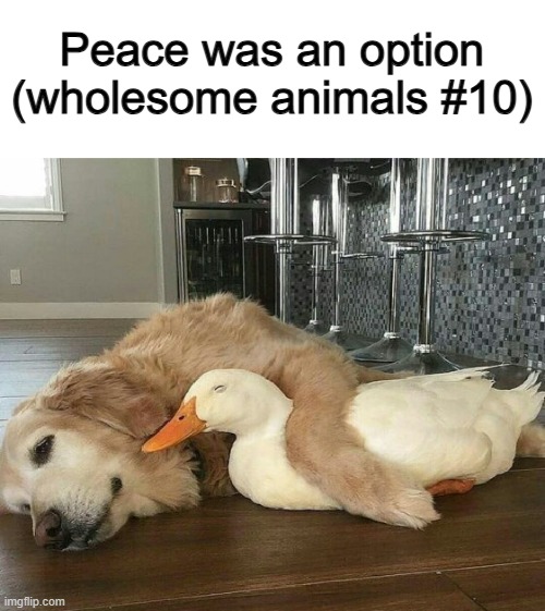 Quack quack quack, time for a nap... | Peace was an option (wholesome animals #10) | made w/ Imgflip meme maker