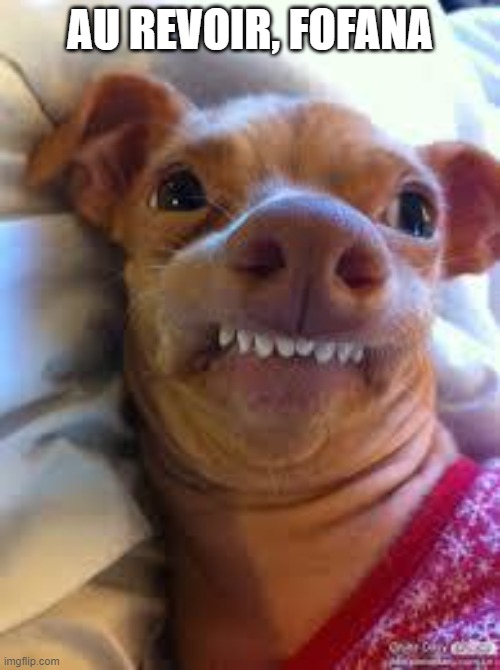 teeth dog | AU REVOIR, FOFANA | image tagged in teeth dog | made w/ Imgflip meme maker